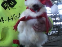 Chicken in a Santa hat