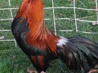 Chicken Standing on Grass