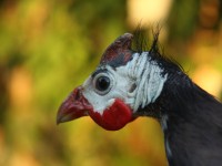 Turkey's Face Closeup