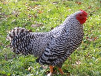 Chickens on Grass
