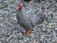Chicken on Rocks
