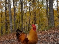 Brown leghorn chicken