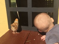 Baby chicken and small boy looking out window