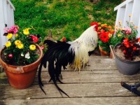 Silver Duckwing Phoenix Standard Chicken
