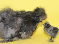 Crevecoeur Chickens