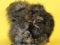 Mother keeping baby chick warm