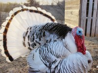 Royal Palm Turkey
