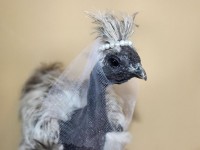 Silver Laced Polish Chicken dressed up