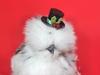 White Polish Chicken with top hat