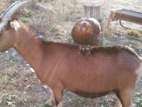 Chicken sitting on goats back