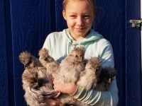 girl holding a flock of chickens