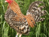 Chicken Standing on Post