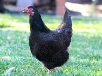 black chicken