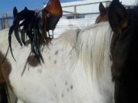 Chicken Riding a Horse