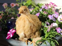 Chick sitting in flower pot