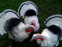 3 Turkeys