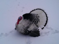 Turkey in the Snow