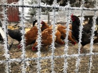 chickens in pen eating