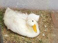 White Crested Duck
