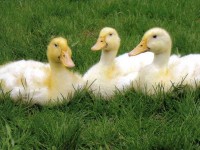 3 Ducks in Grass