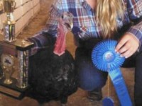 Blue Ribbon Winning chicken