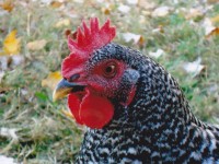 Chicken Close Up