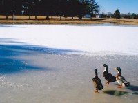 3 Ducks
