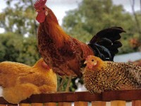 3 Chicks on a Post