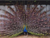 Peacock With Spread Feathers