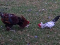 2 Chickens in Grass