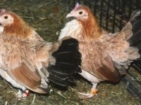 2 Chickens
