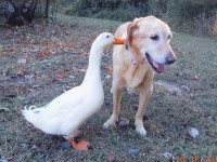 Duck with Dog