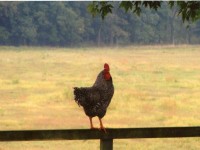 Chicken Perched on Railing