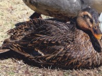 Duck Sitting on Grass