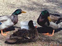 3 Ducks in a Field