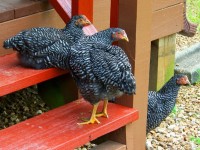 Chicken on Stairs