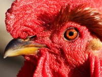 Closeup of a Chickens Eye