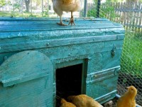 Chickens in their pen