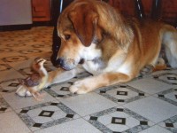 Dog with chick