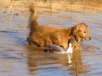 Dog walking with Duck in water