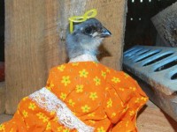 dressed up chicken