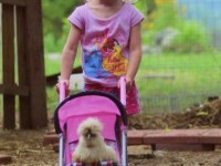 child pushing chicken in stroller