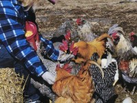 Woman in Pink hat Feeding Chickens
