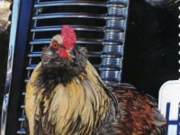 Chicken on Bumper