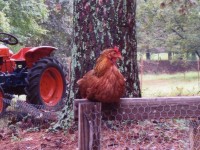 Chicken on a Fence