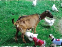 Chicks with a Goat