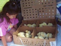 Baby Chicks in a box