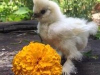 chicken with flower