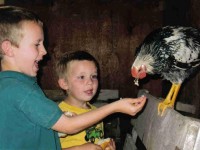 Boys feeding chicken