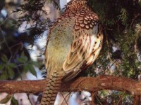 Bird in Tree